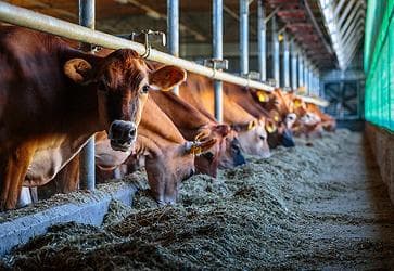 LIVESTOCK